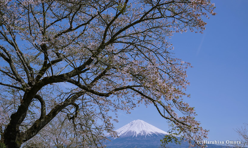 桜と富士山