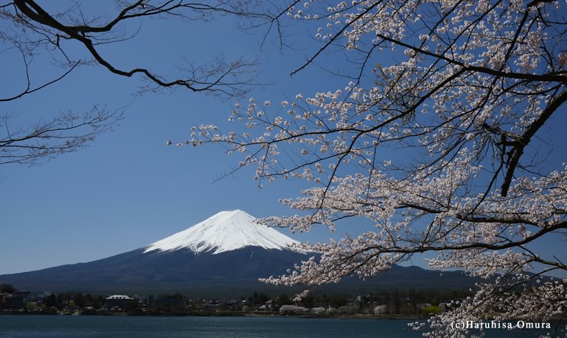 桜と富士山