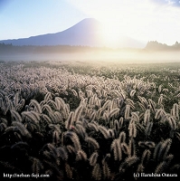 爽秋のアテリア