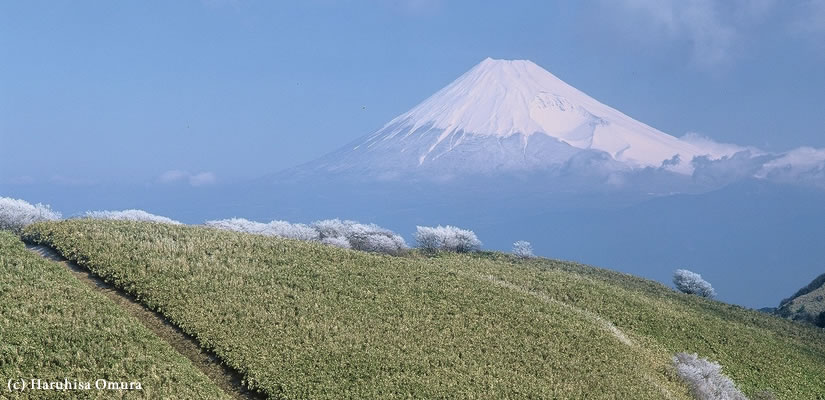 霧氷咲く丘