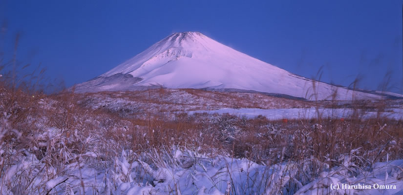 雪上の白馬