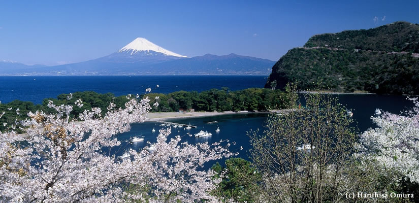 桜港