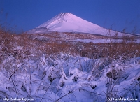 雪上の白馬