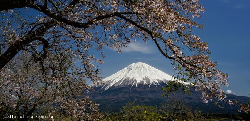 春な忘れそ