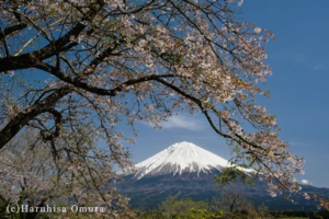 春な忘れそ